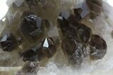 Dark Smoky Quartz Crystal Cluster - Brazil #84825-2